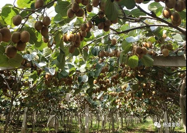 猕猴桃.jpg 猕猴桃.jpg