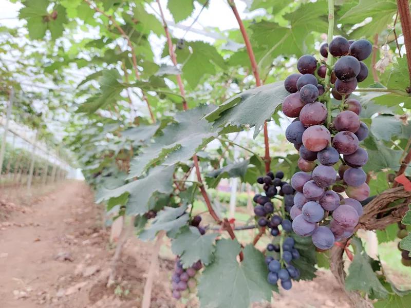 微信图片_20210809192650.jpg 微信图片_20210809192650.jpg