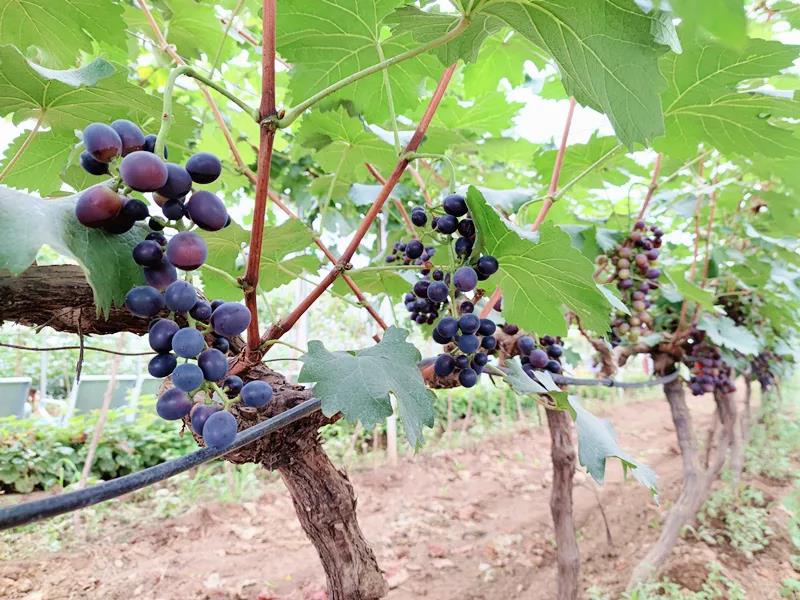 微信图片_20210809192637.jpg 微信图片_20210809192637.jpg