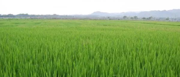 微信图片_20210409220846.jpg 微信图片_20210409220846.jpg