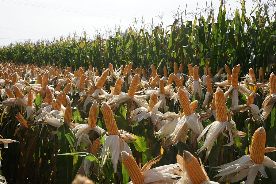 微信图片_20210326203613.jpg 微信图片_20210326203613.jpg